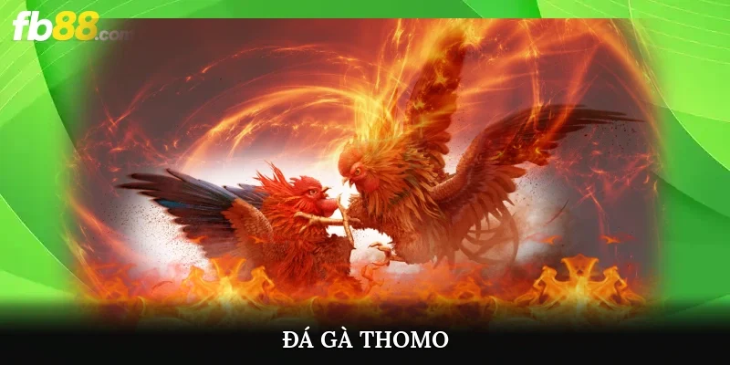 Đá Gà Thomo